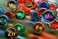 Симптомы дефицита и повышенной потребности в микроэлементах